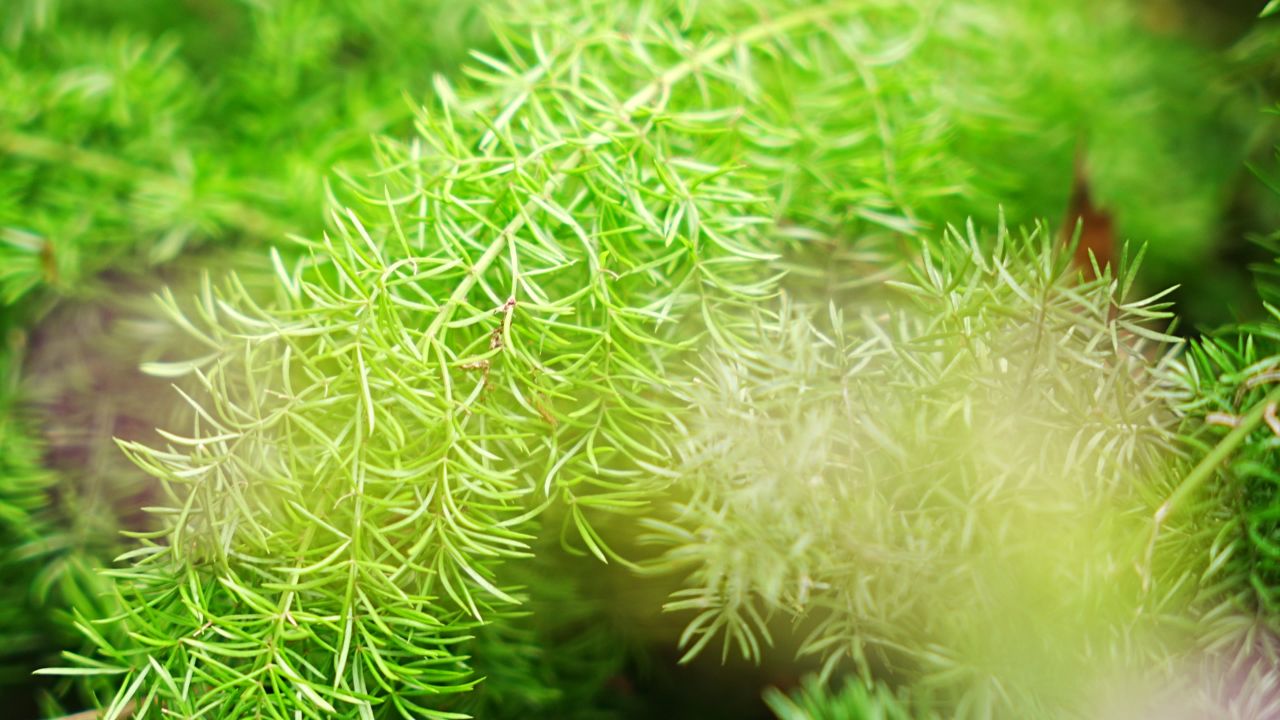 绿色植物特写 1