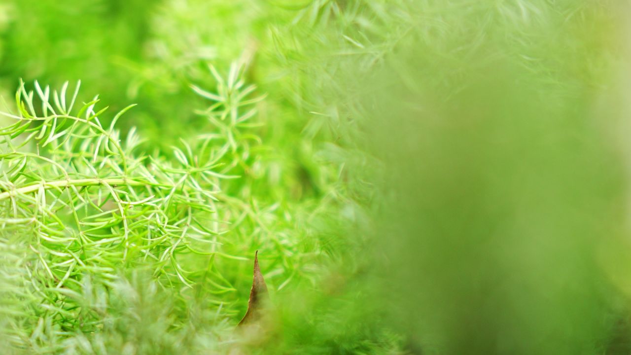 绿色植物特写 3