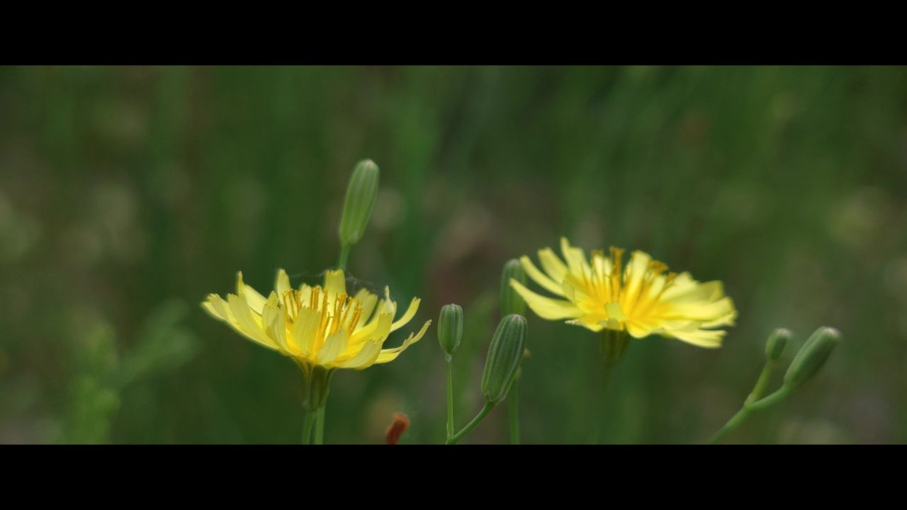 小黄花~2