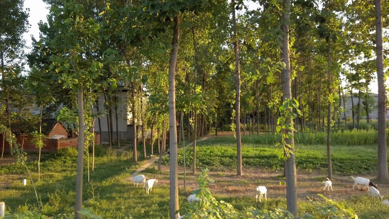 夕阳下放羊的老人