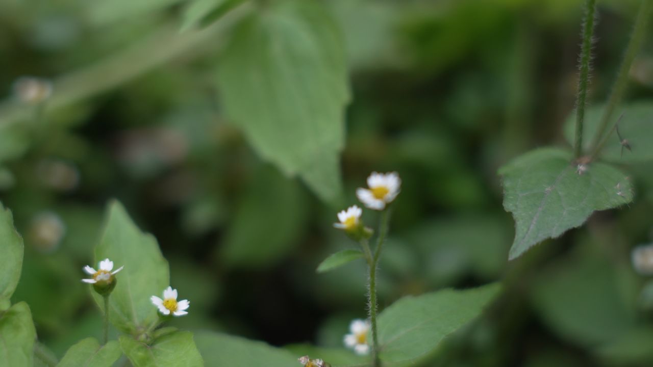 小黄花抽焦
