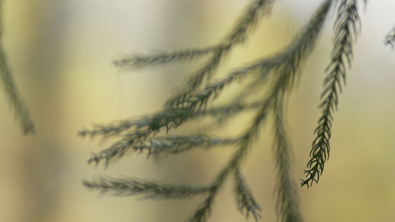 【4K 60帧】超级无敌针叶林特写