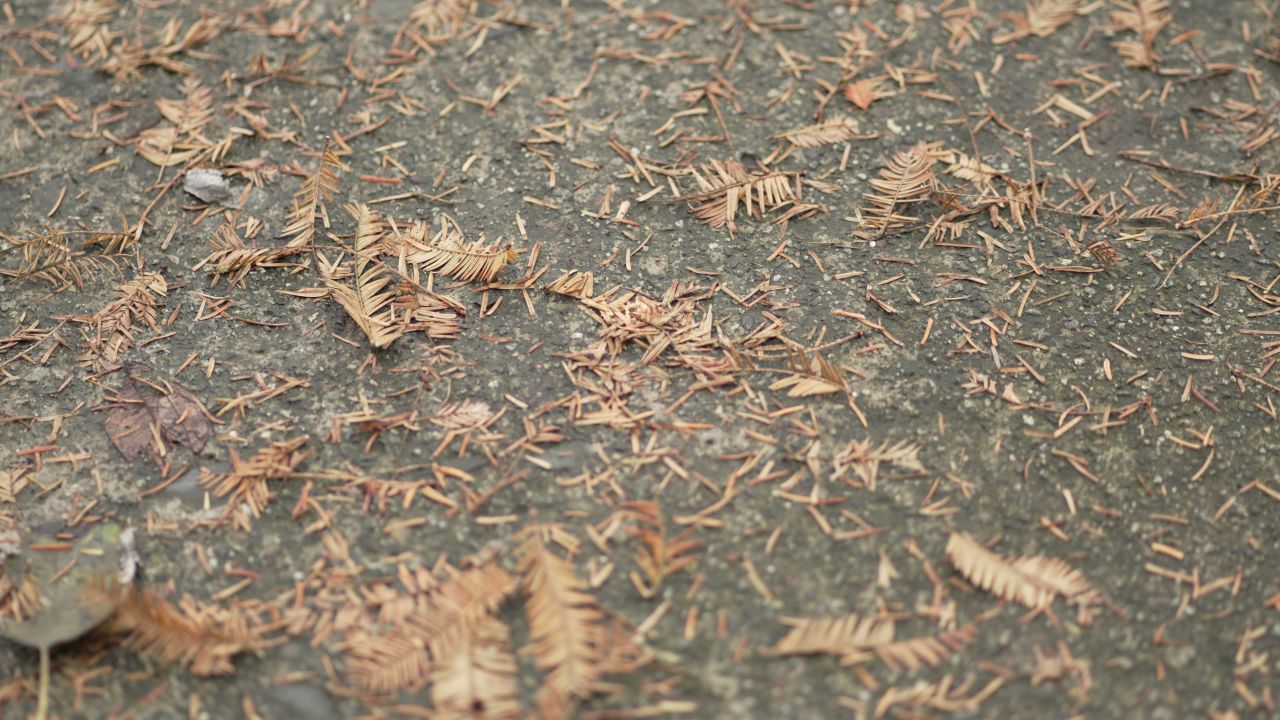【4K 60帧】秋季落下的针叶