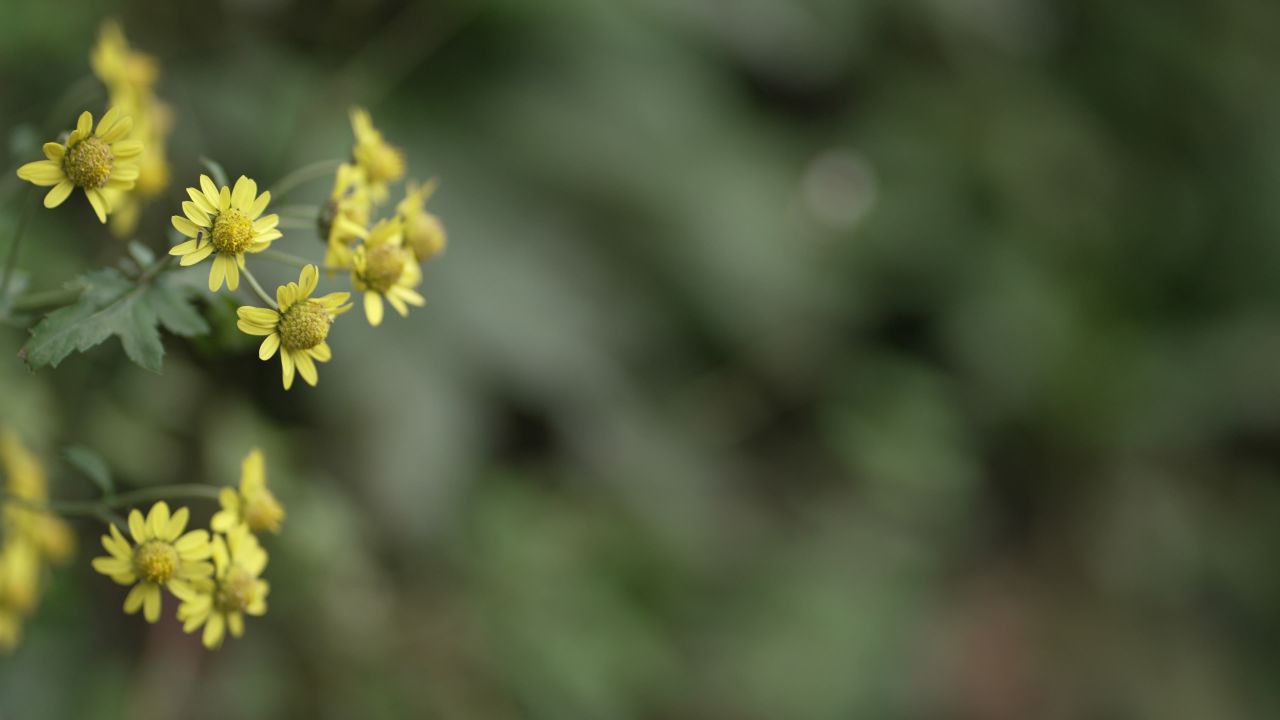 【4K 60帧】小黄花