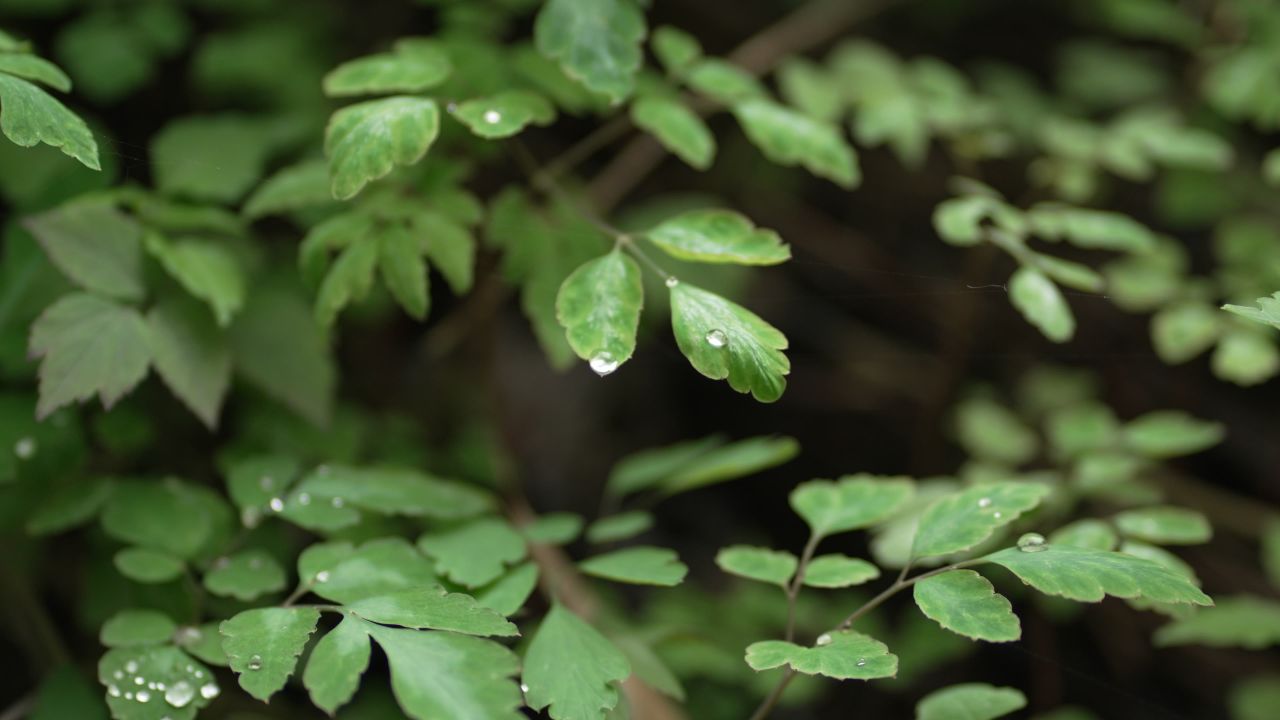 【4K 60帧】斗底山森林资源特写