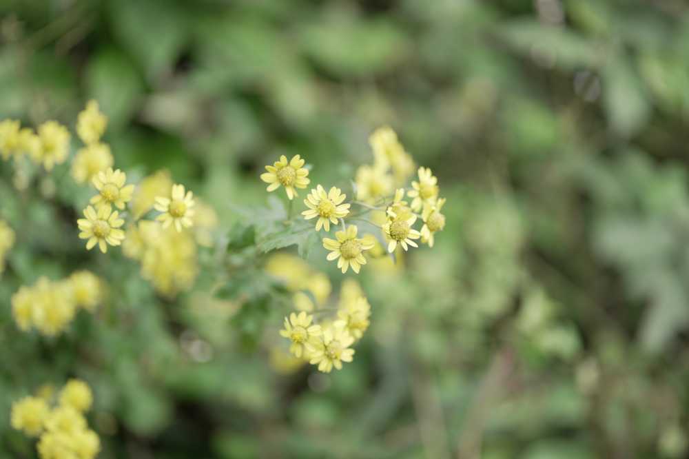 小黄花特写