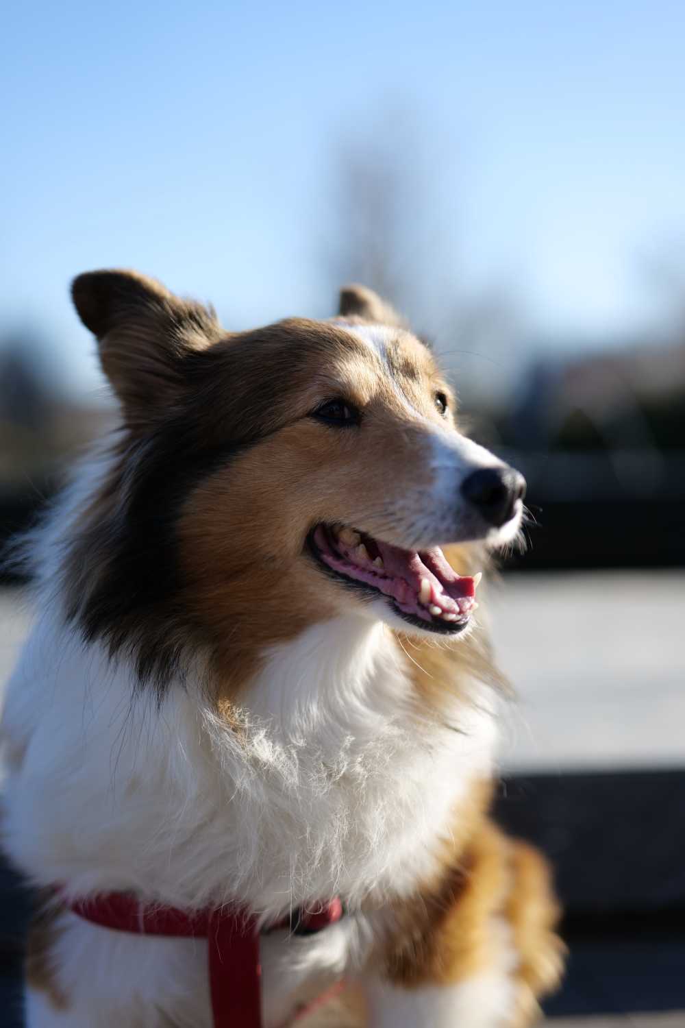 喜乐蒂牧羊犬