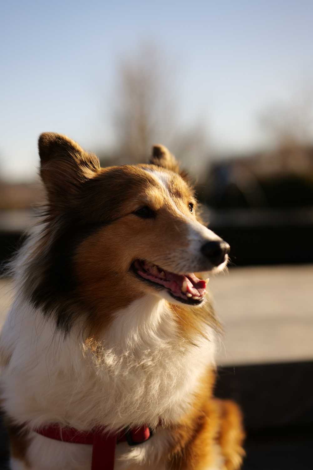 喜乐蒂牧羊犬