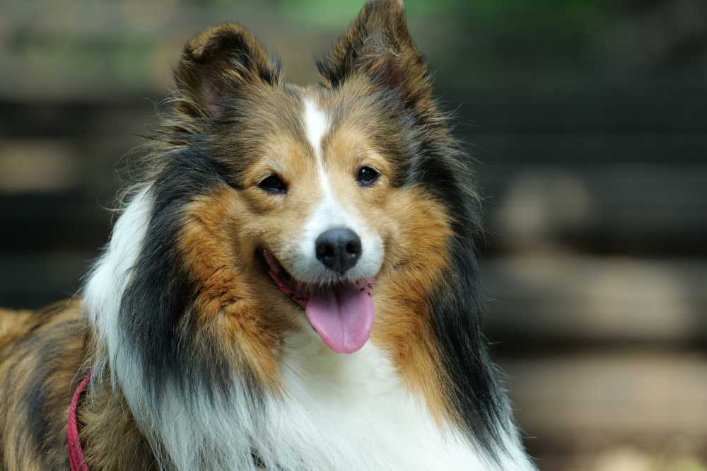 喜乐蒂牧羊犬