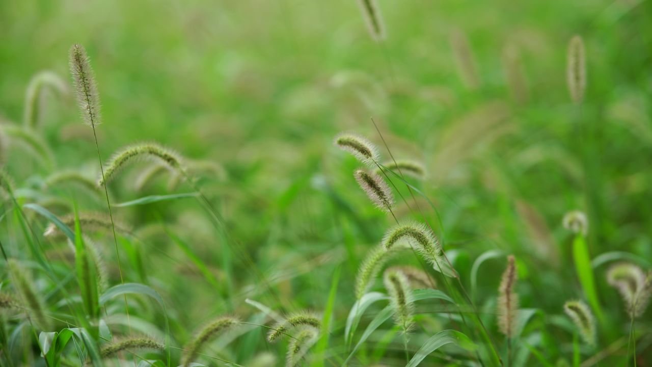 狗尾巴草