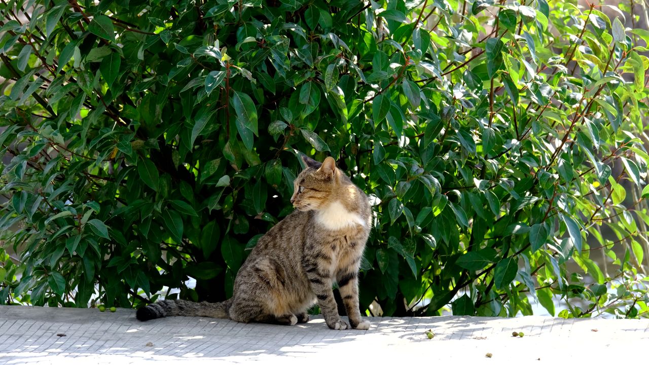 可爱小猫