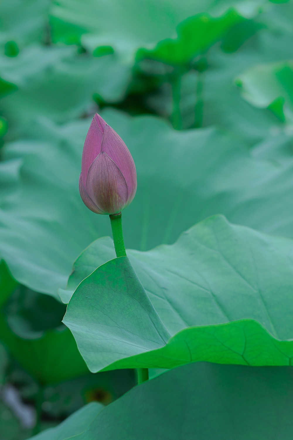 荷花掩映