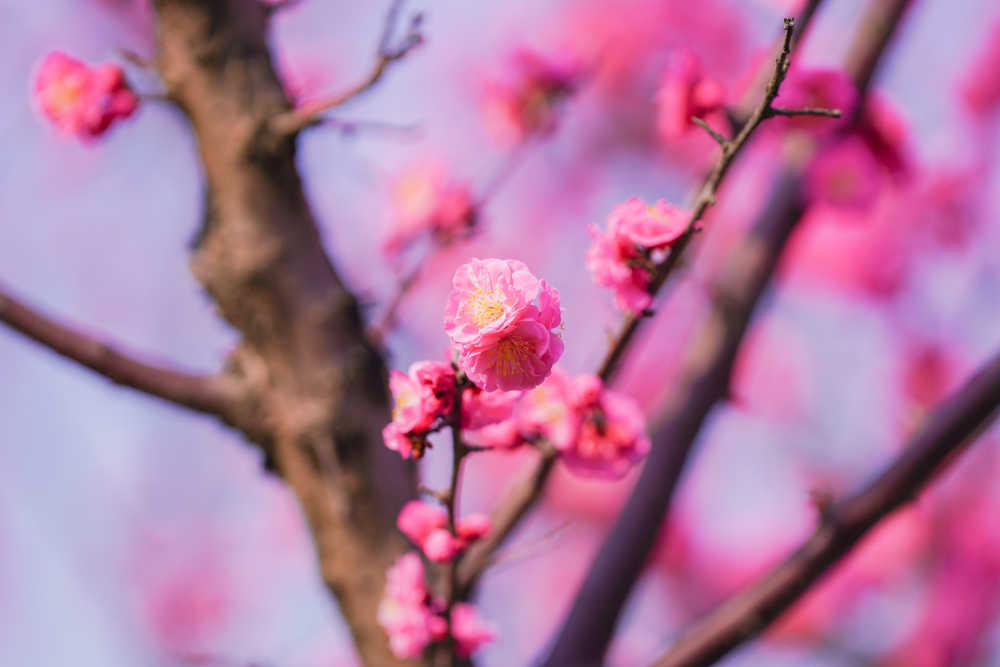 梅花 30