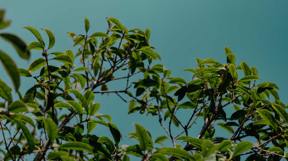 桂花树叶