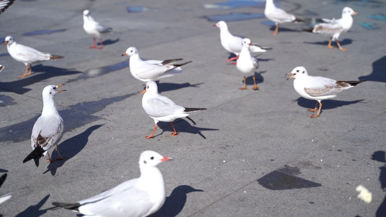 昆明海埂大坝海鸥