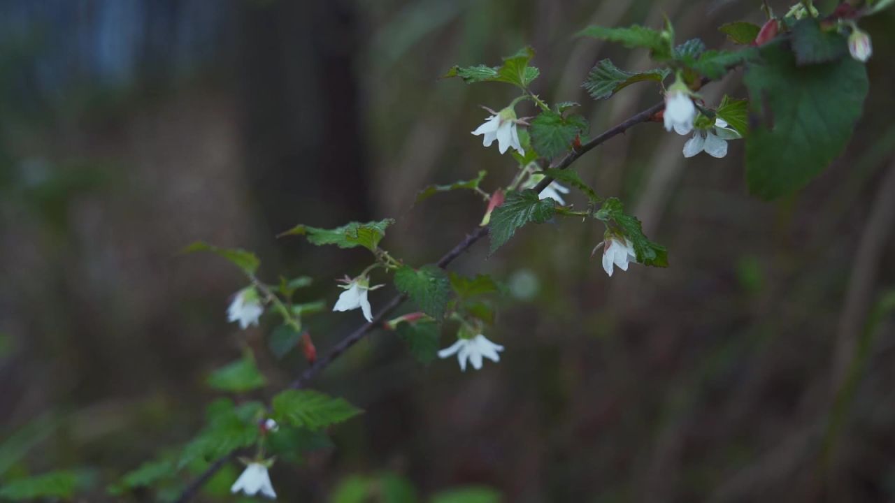 春天雨后的覆盆子花