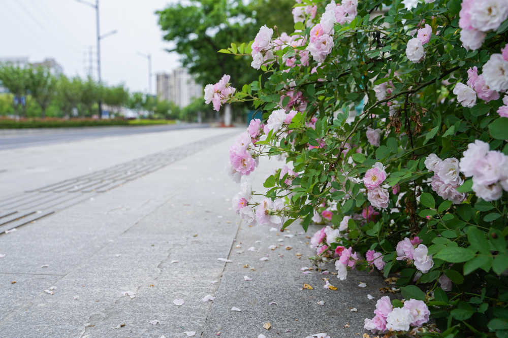 路边绿化 9