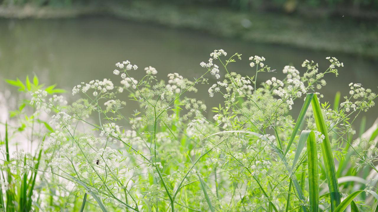 夏天河边的花丛情绪意境空境