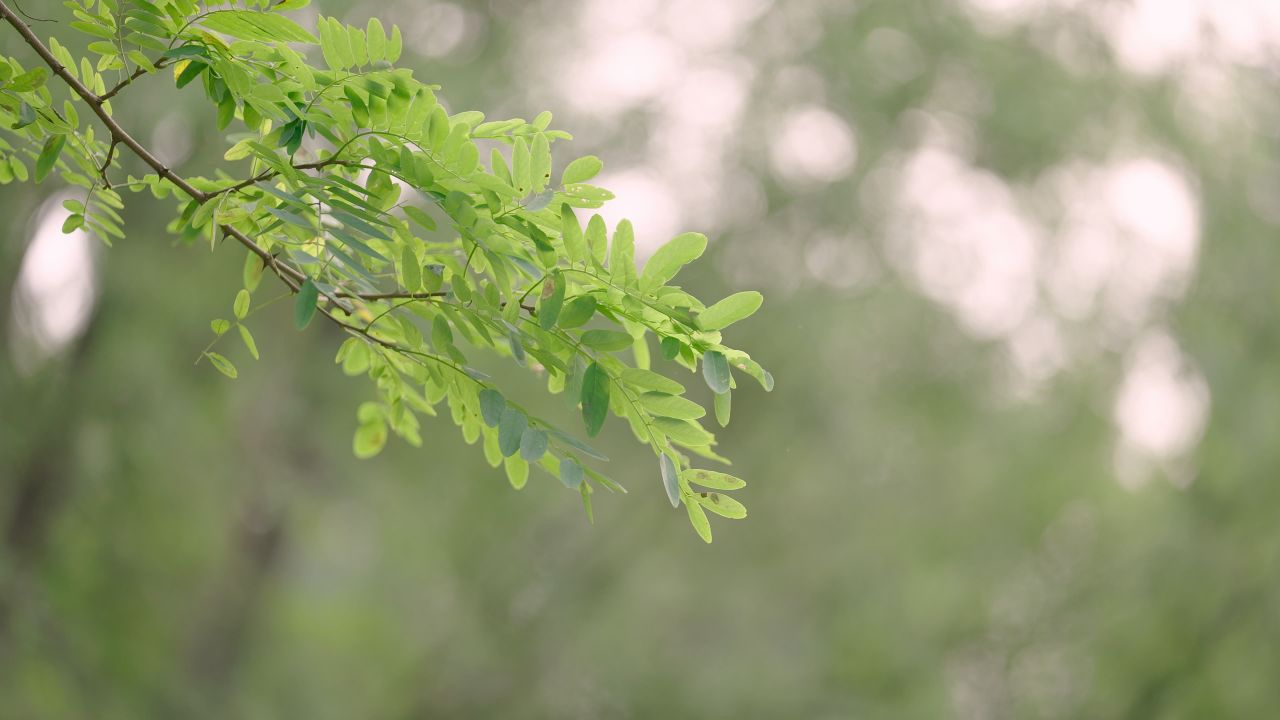 树叶摇曳情绪意境空境
