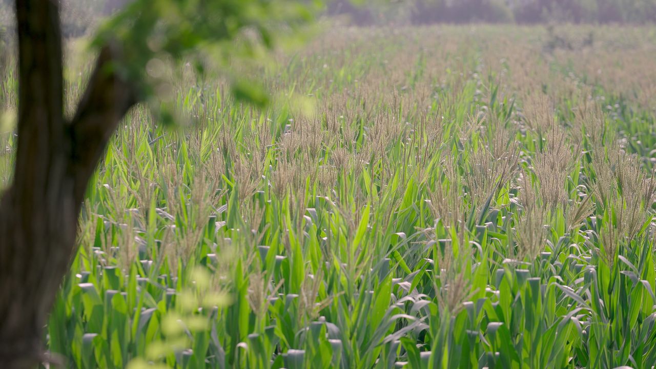 夏日午后玉米田情绪意境空境