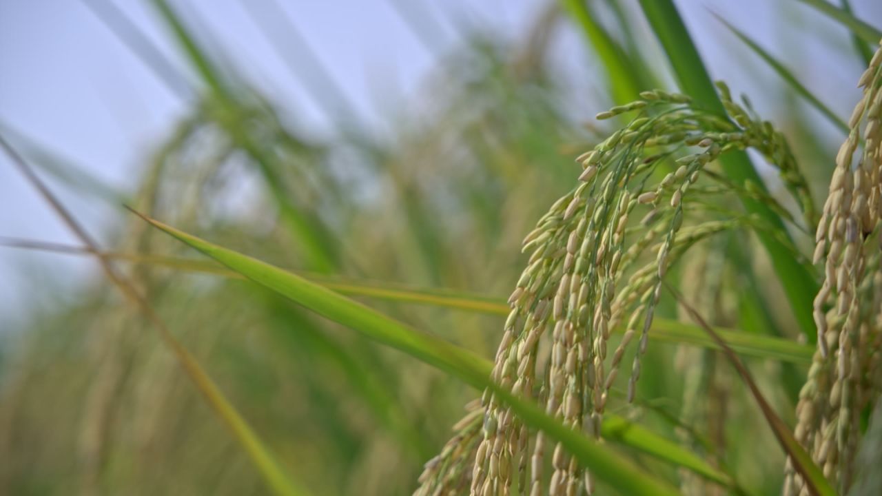 稻子实拍