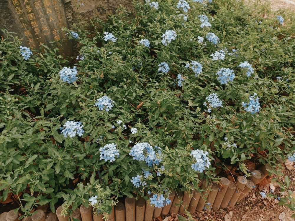 蓝花丹
