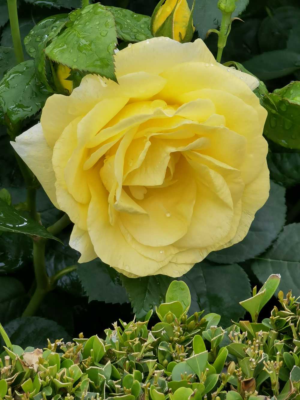 黄花