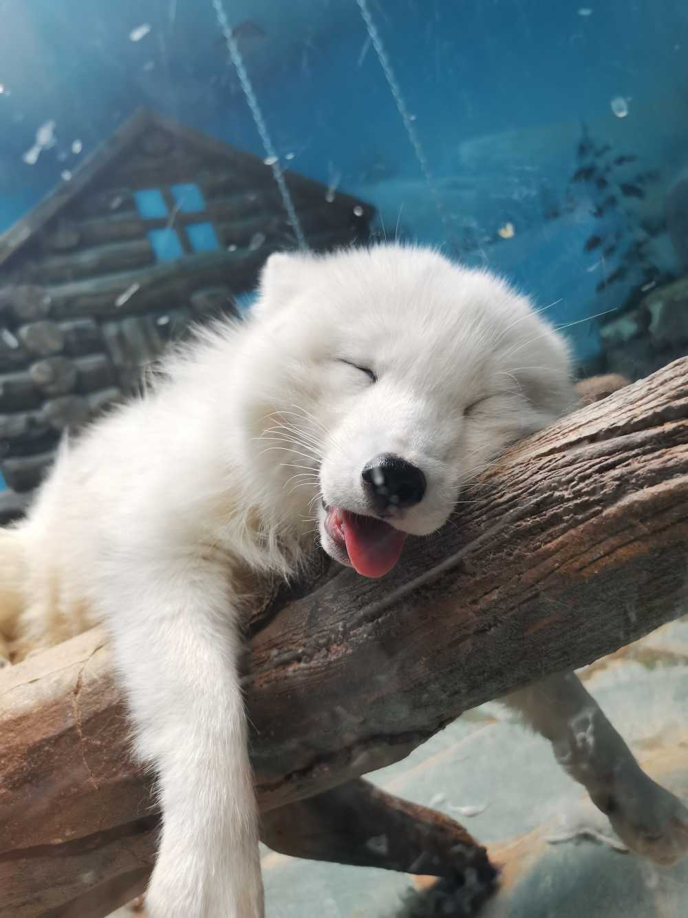 北极狐