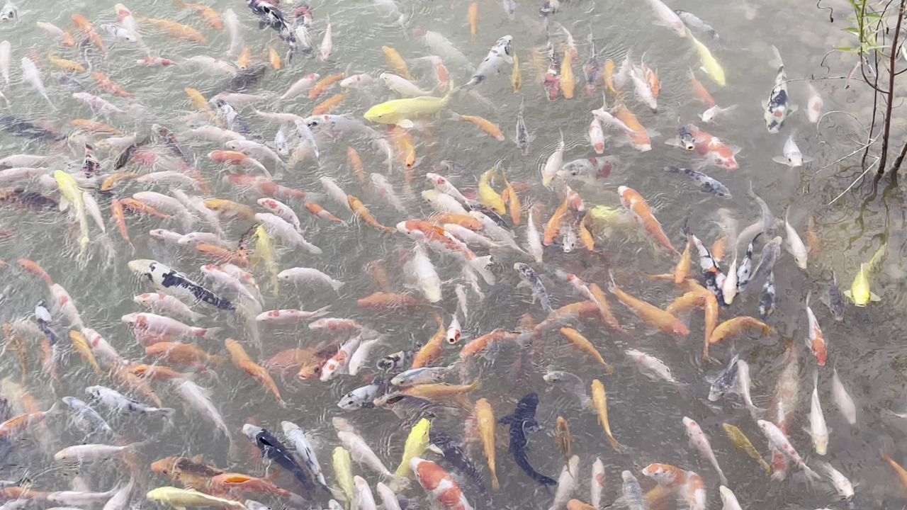 锦鲤