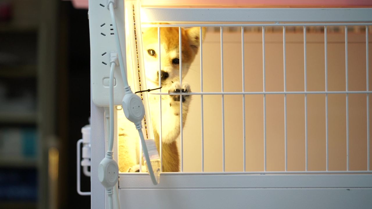 小狗探头