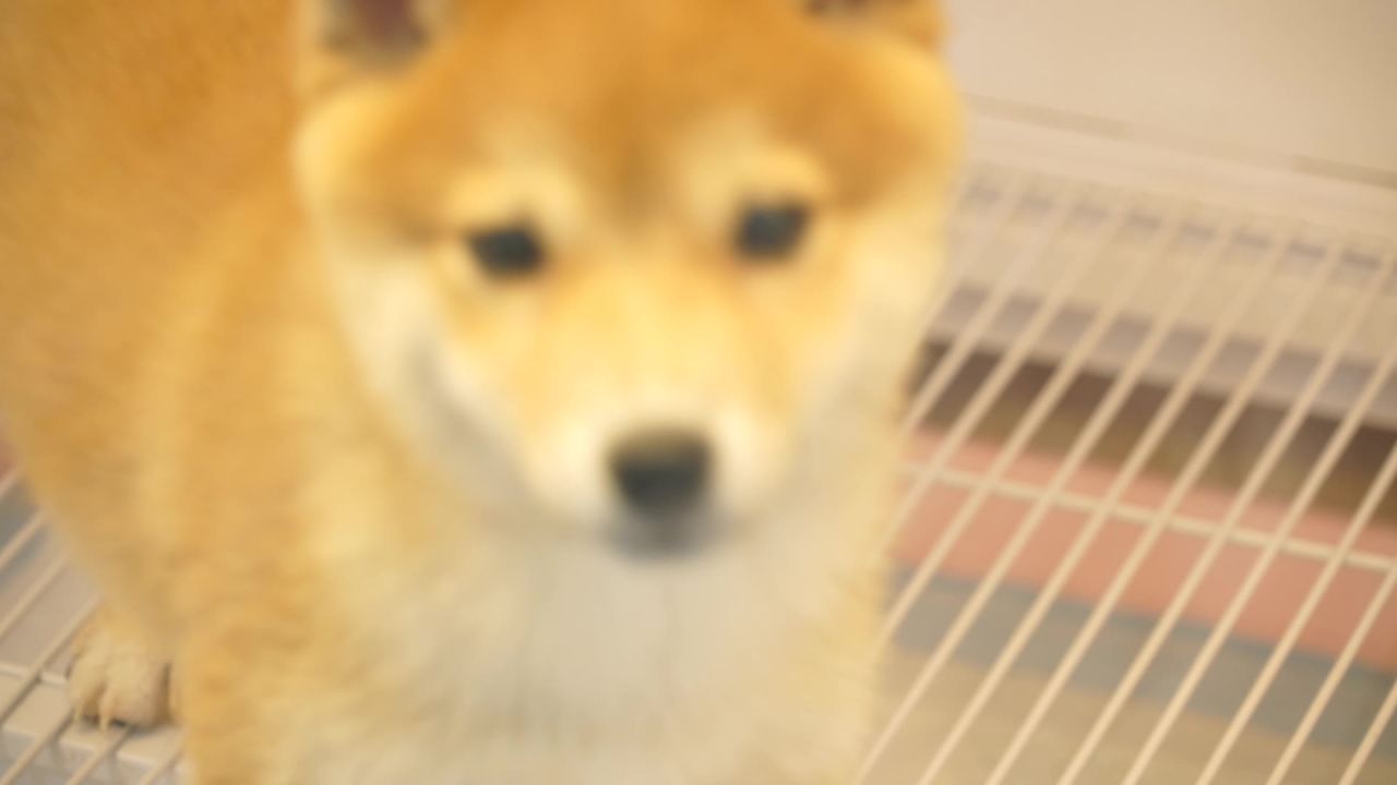 柴犬脸部特写