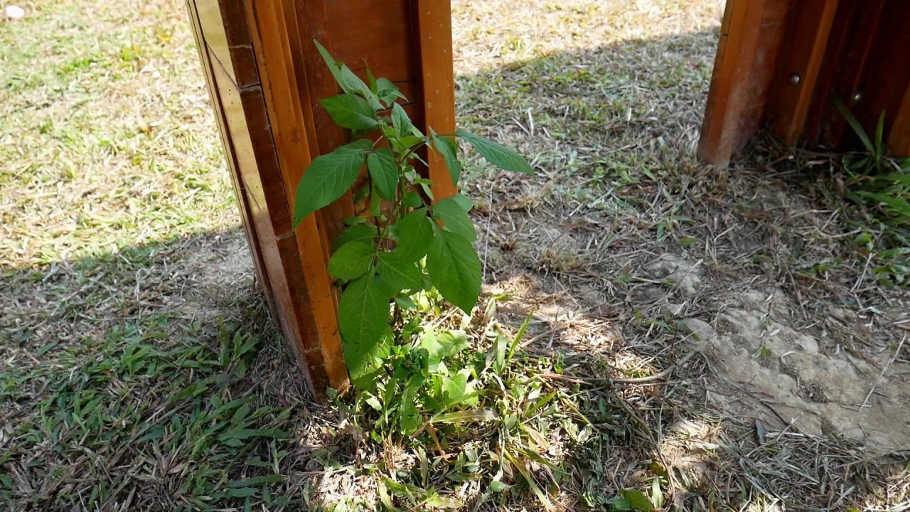 角落的一棵野草