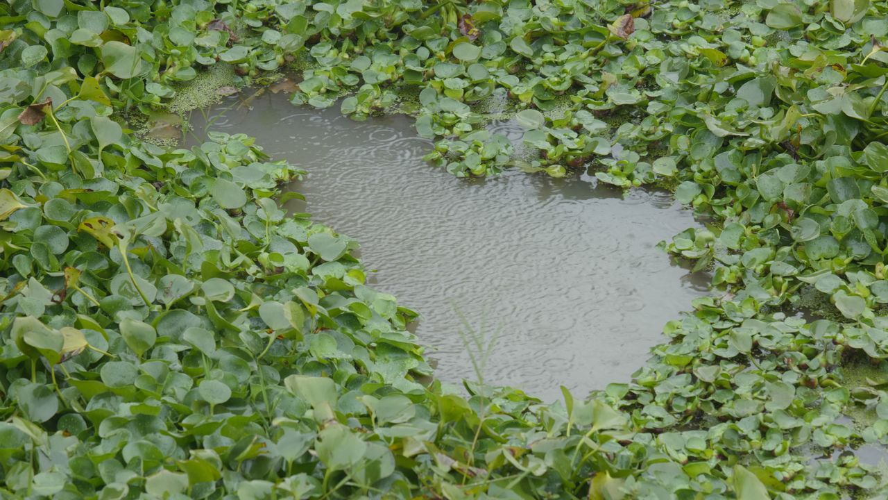 雨中池塘
