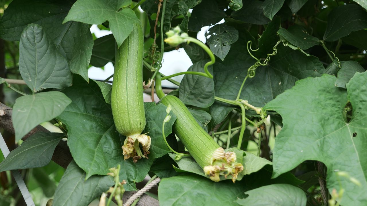 4K农名种植的天然蔬菜丝瓜