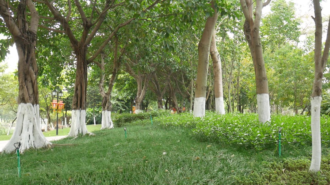 公园小树林