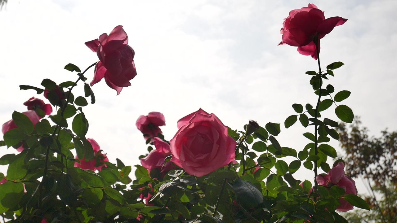 天空下风中月季和蜜蜂