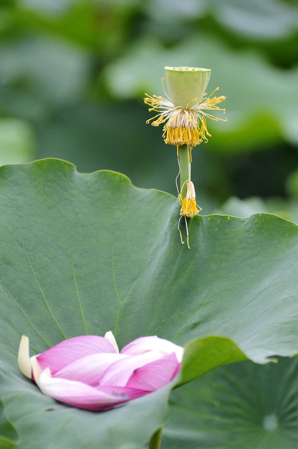 凋零的花瓣