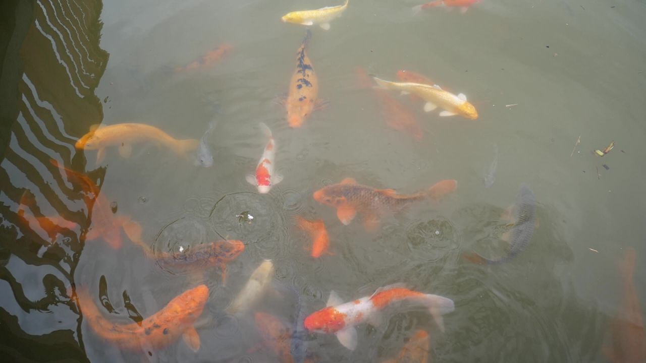湖中锦鲤