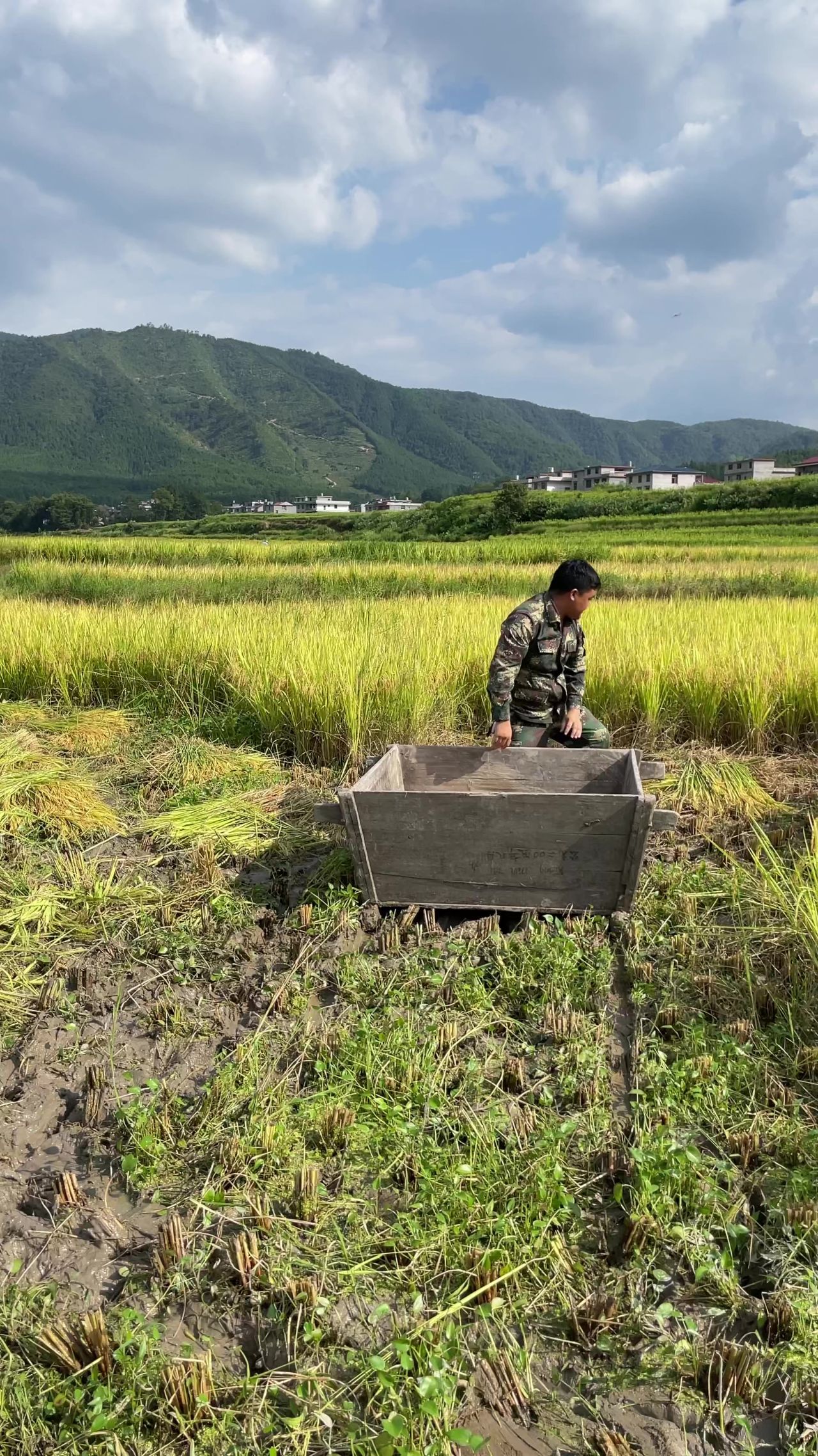 农田 收割水稻