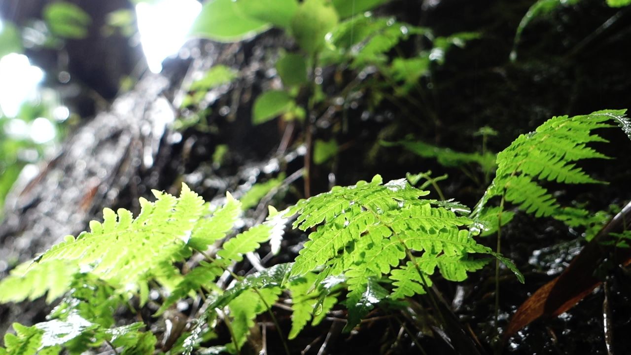 下雨天和植物