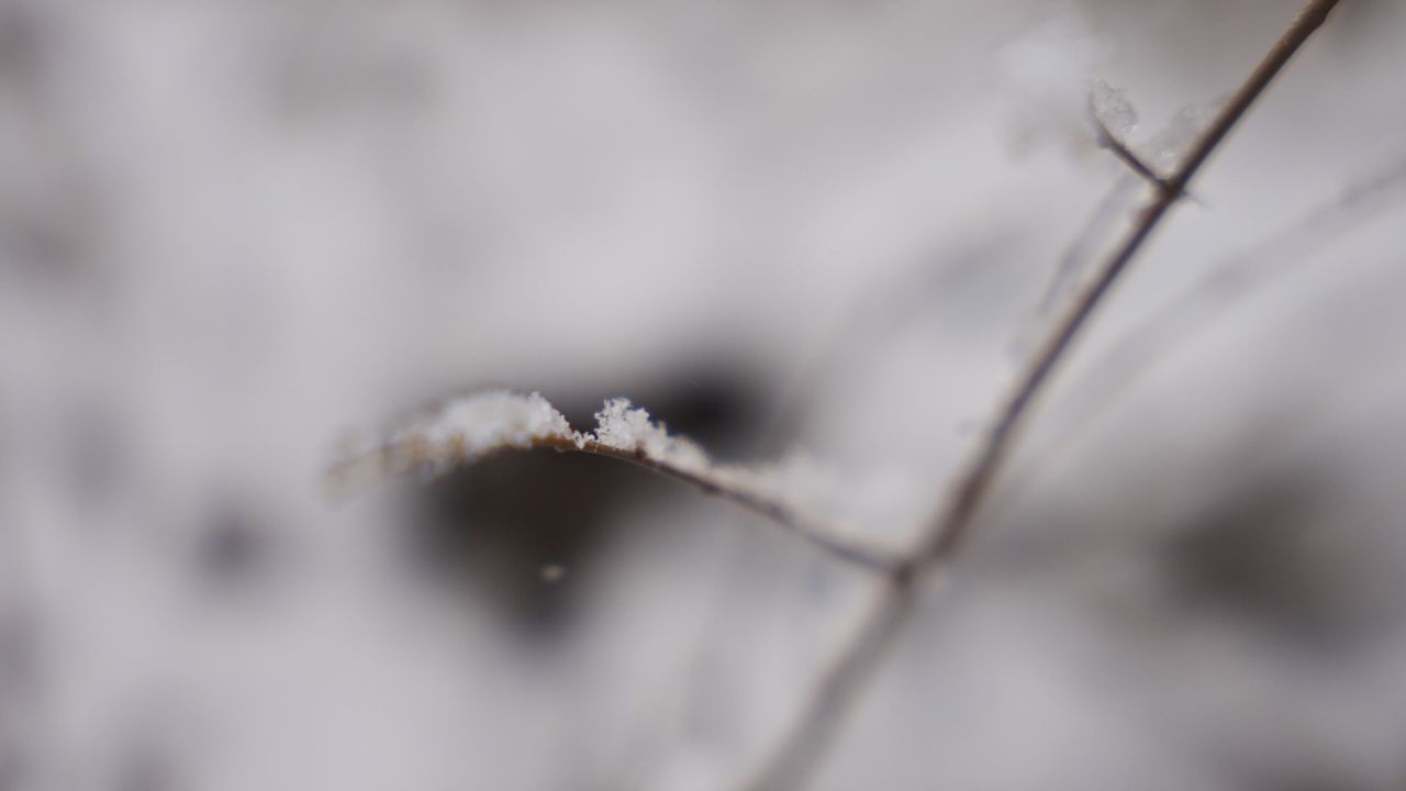 【4K 60帧】大雪与植物