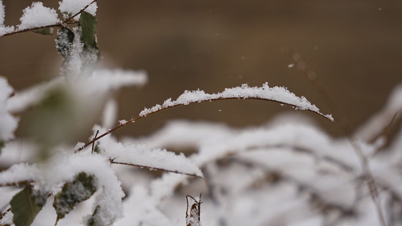 【4K 60帧】大雪与植物