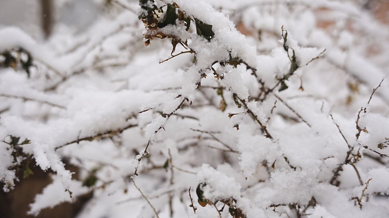 【4K 60帧】大雪与植物