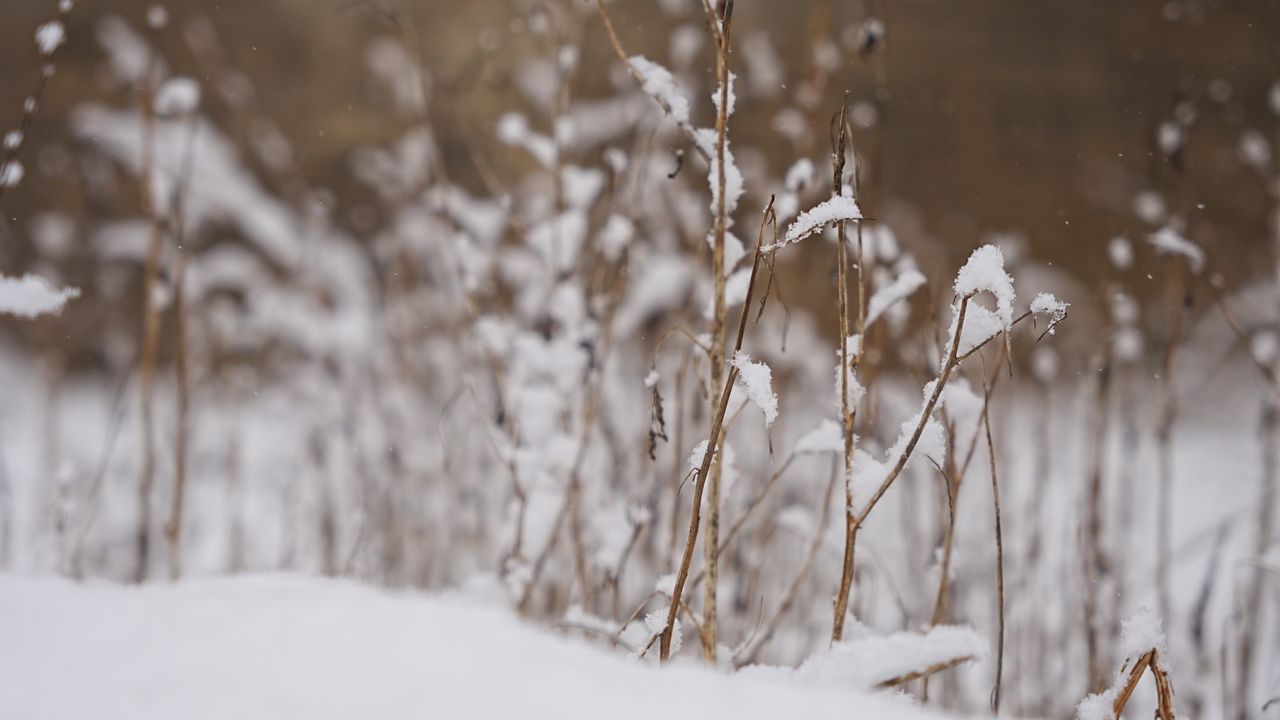 【4K 60帧】大雪与植物