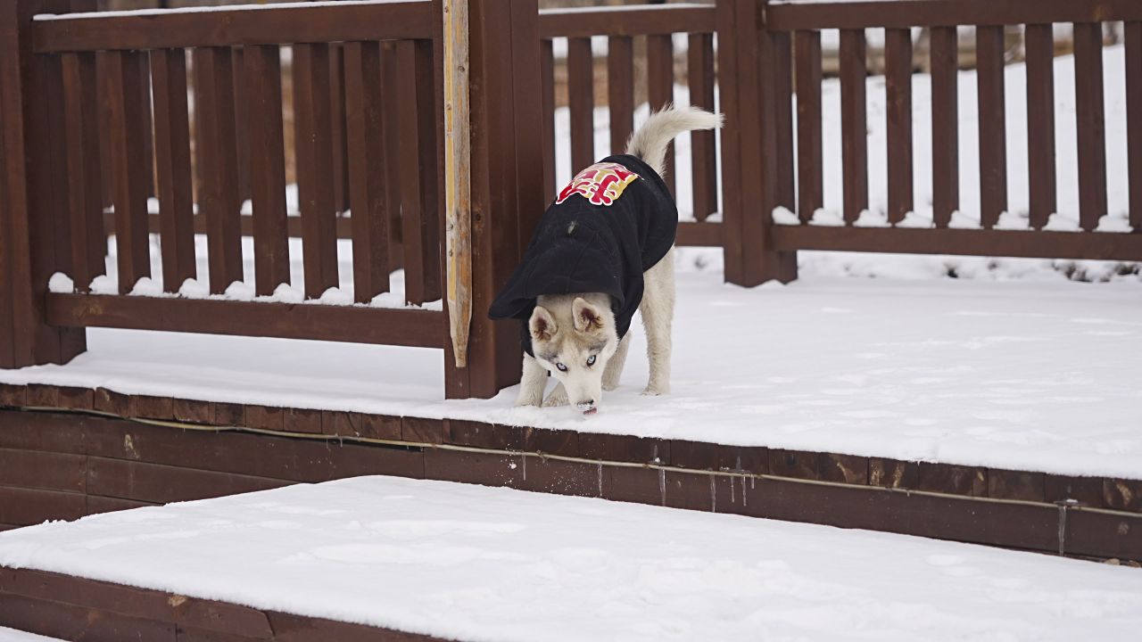 哈士奇｜Husky｜雪景