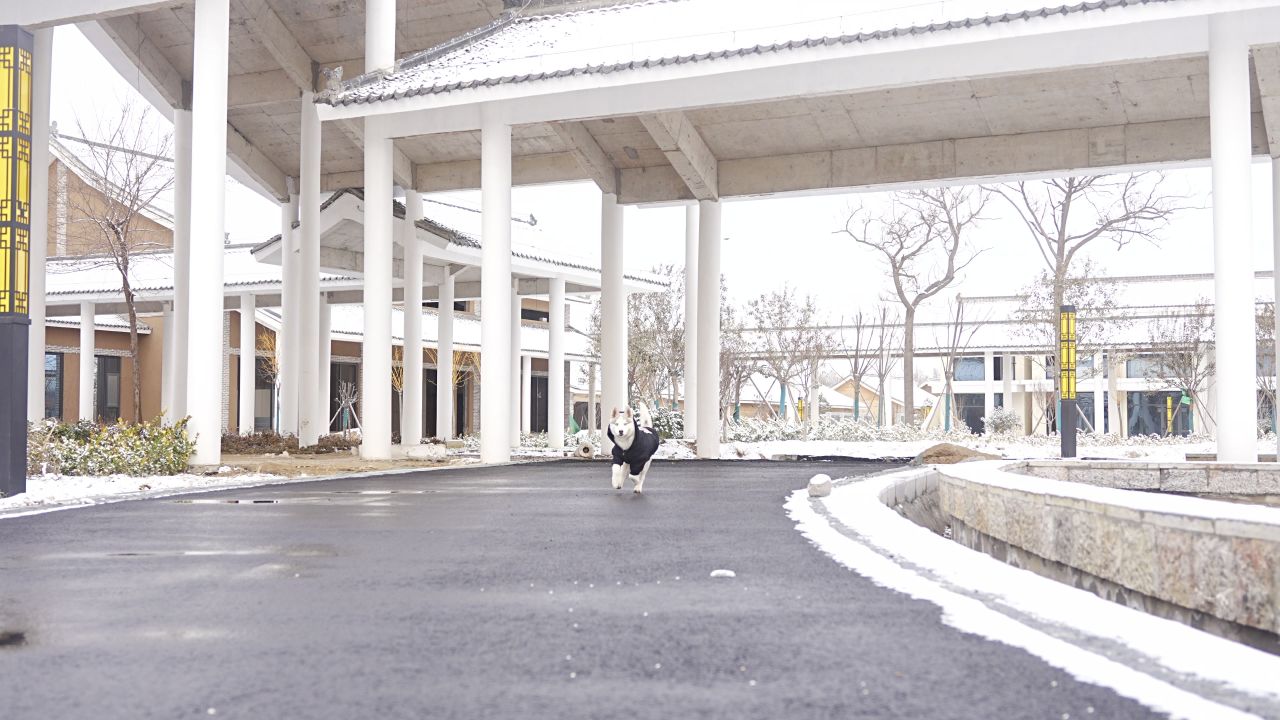哈士奇｜Husky｜雪景