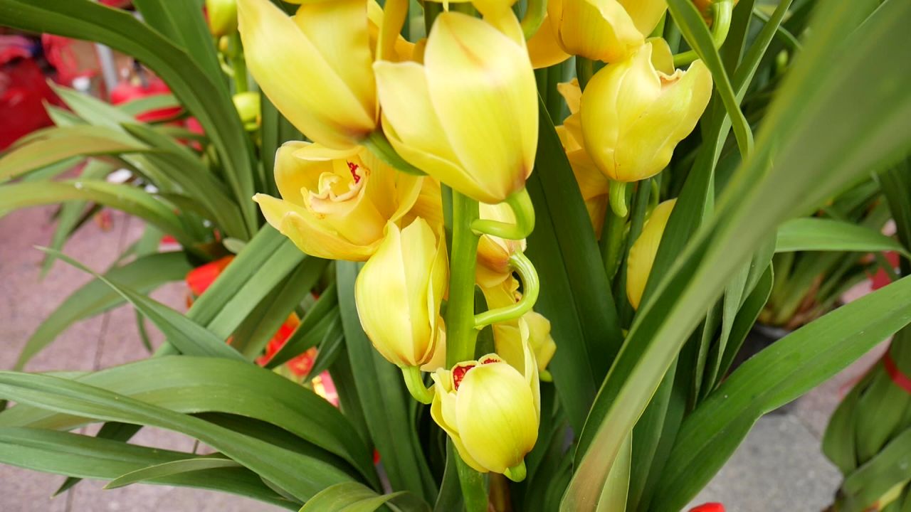 迎春花市的黄色大花蕙兰