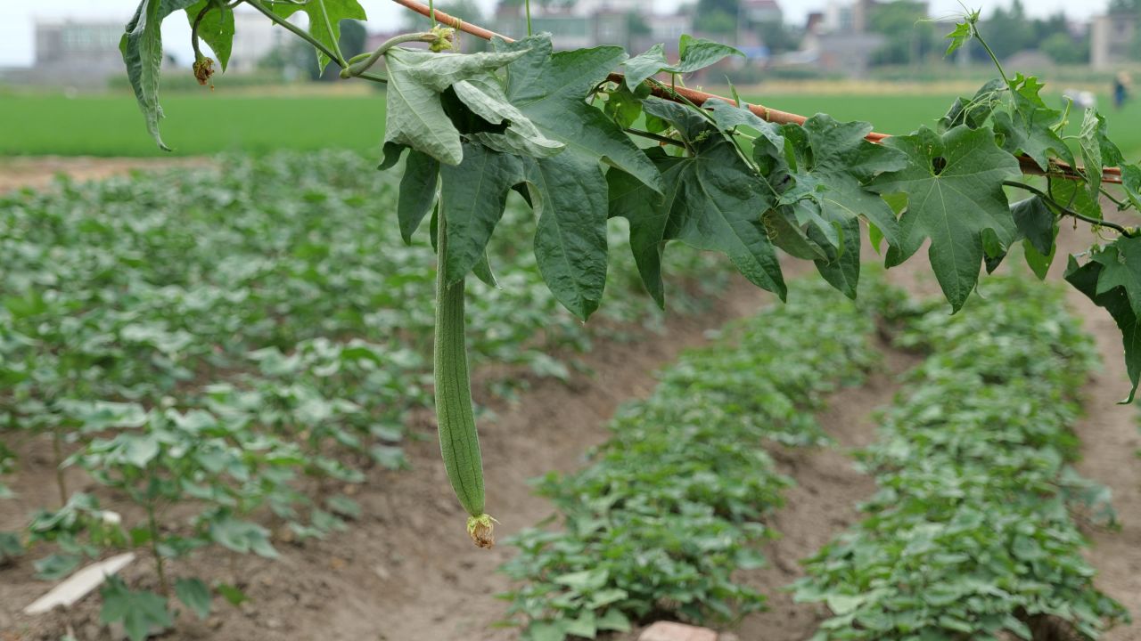 4K农民种植的蔬菜