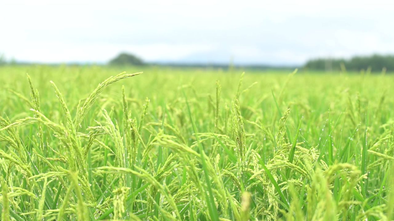 五常稻花香大米 6