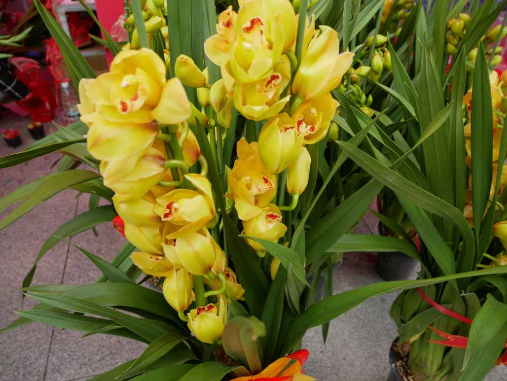 迎春大花蕙兰花束